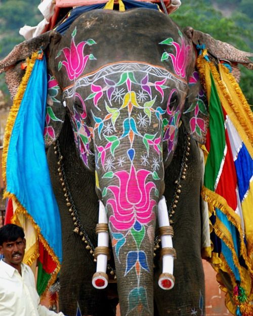 indian elephant painted